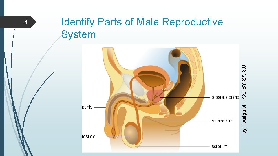 Identify Parts of Male Reproductive System by Tsaitgaist – CC-BY-SA-3. 0 4 