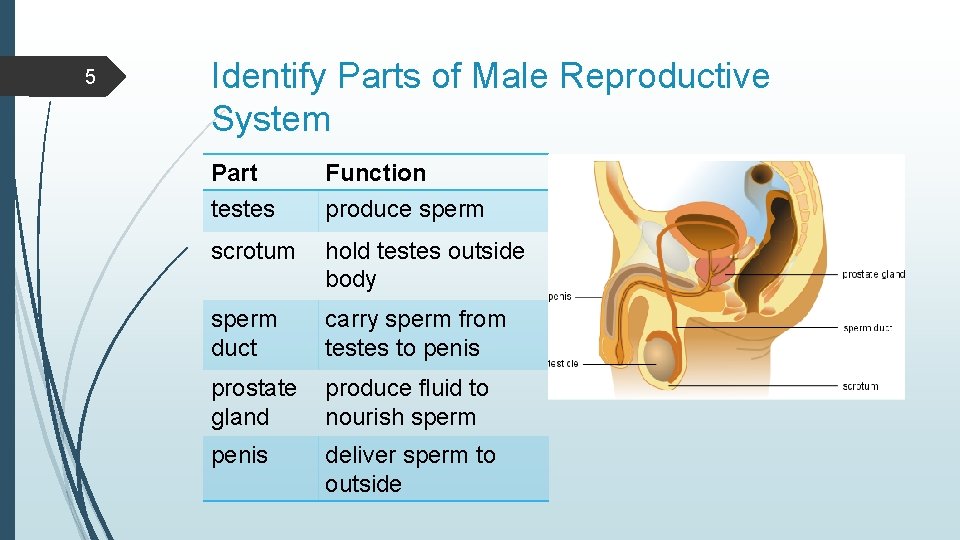 5 Identify Parts of Male Reproductive System Part testes Function produce sperm scrotum hold