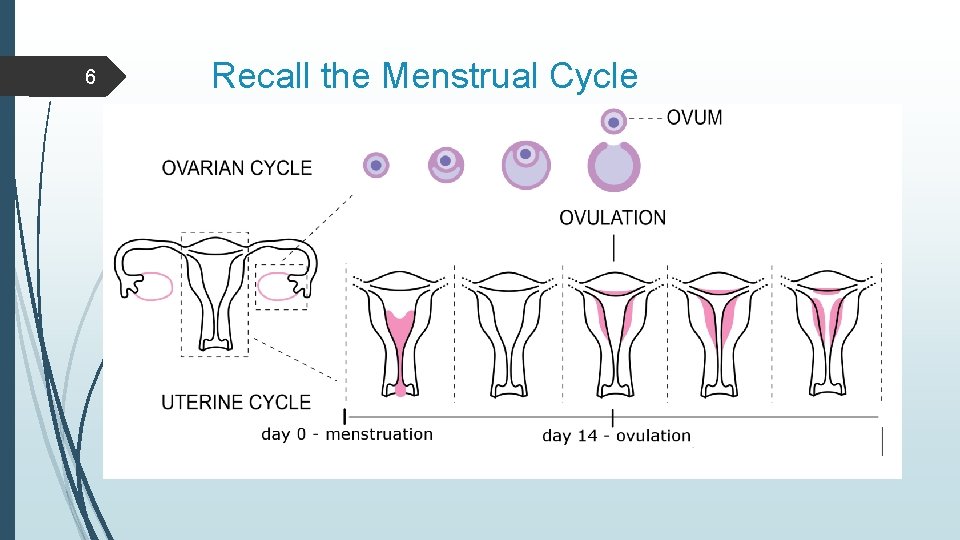 6 Recall the Menstrual Cycle 