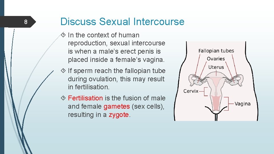 8 Discuss Sexual Intercourse In the context of human reproduction, sexual intercourse is when