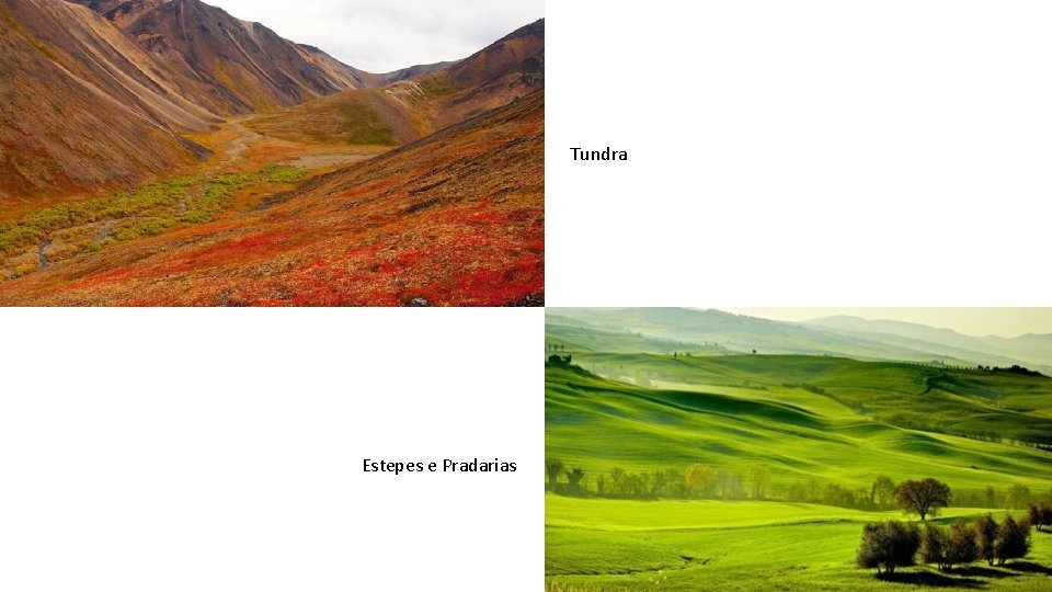 Tundra Estepes e Pradarias 