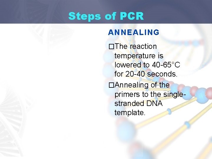 Steps of PCR ANNEALING �The reaction temperature is lowered to 40 -65°C for 20