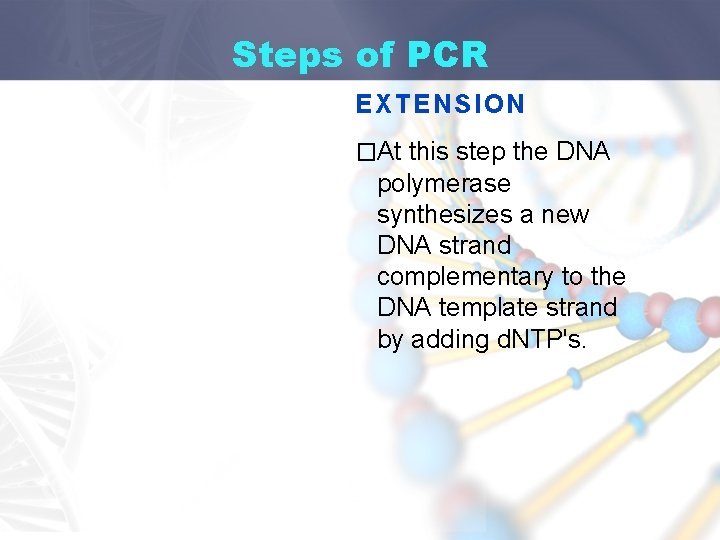 Steps of PCR EXTENSION �At this step the DNA polymerase synthesizes a new DNA