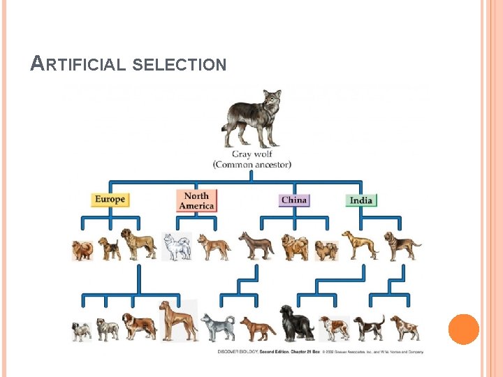 ARTIFICIAL SELECTION 