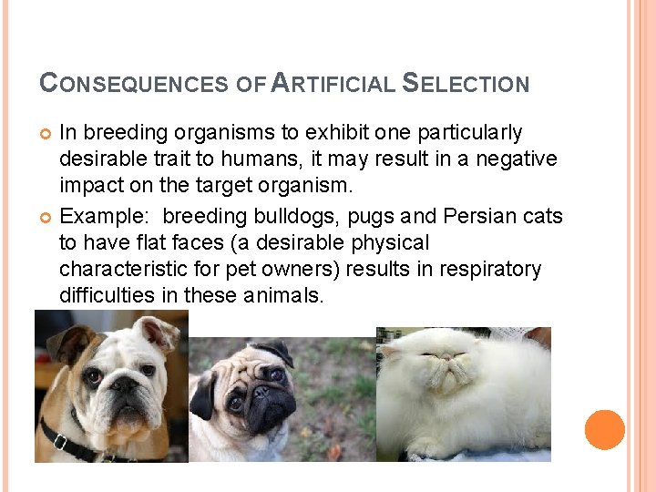 CONSEQUENCES OF ARTIFICIAL SELECTION In breeding organisms to exhibit one particularly desirable trait to