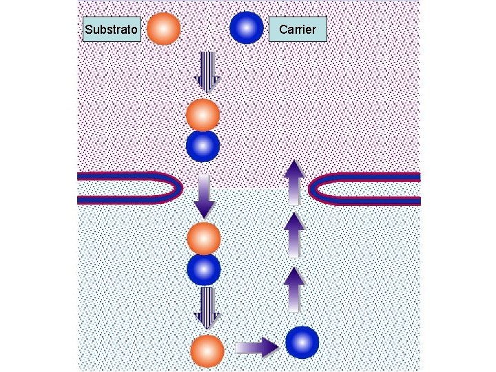 Substrato Carrier 