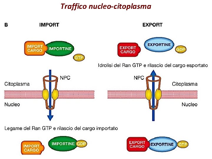 Traffico nucleo-citoplasma 