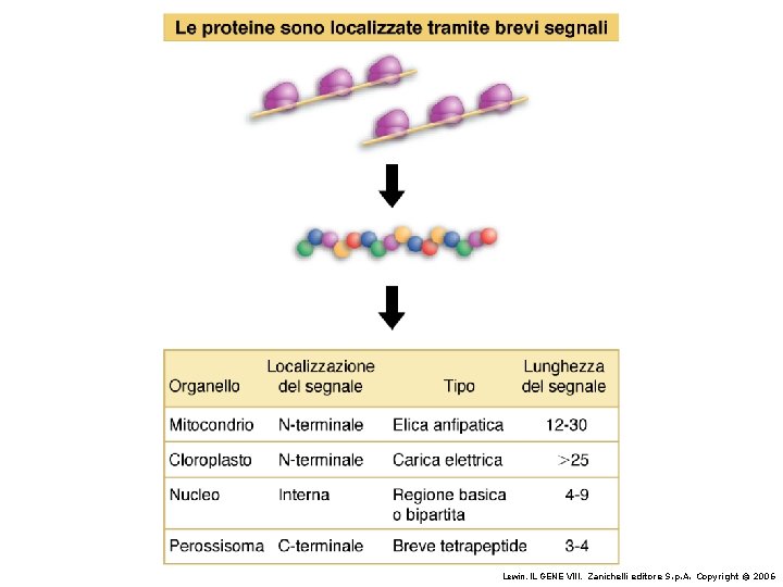 Lewin, IL GENE VIII, Zanichelli editore S. p. A. Copyright © 2006 