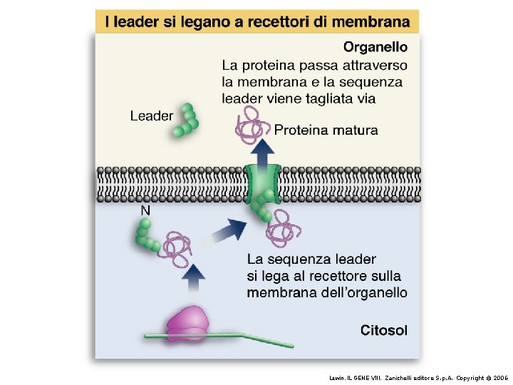 Lewin, IL GENE VIII, Zanichelli editore S. p. A. Copyright © 2006 