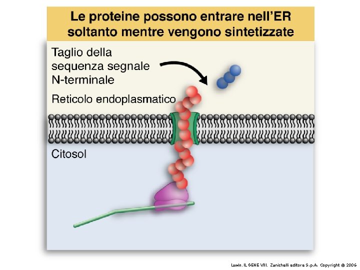 Lewin, IL GENE VIII, Zanichelli editore S. p. A. Copyright © 2006 