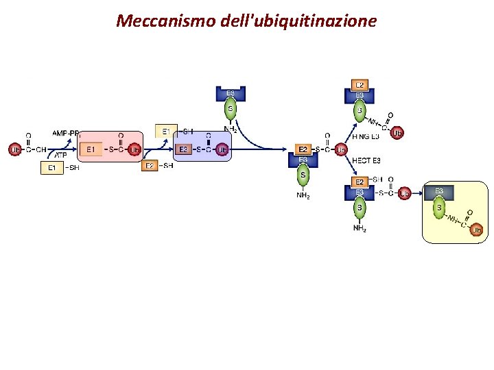 Meccanismo dell'ubiquitinazione 