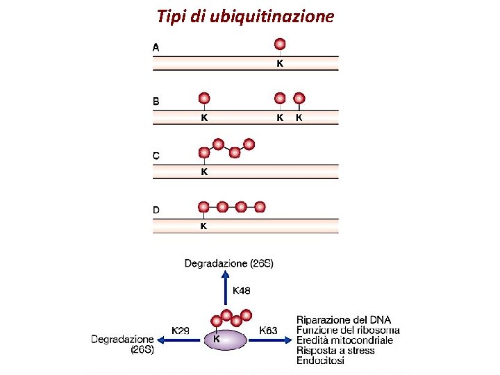 Tipi di ubiquitinazione 