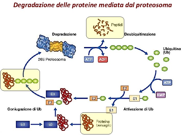 Degradazione delle proteine mediata dal proteosoma 