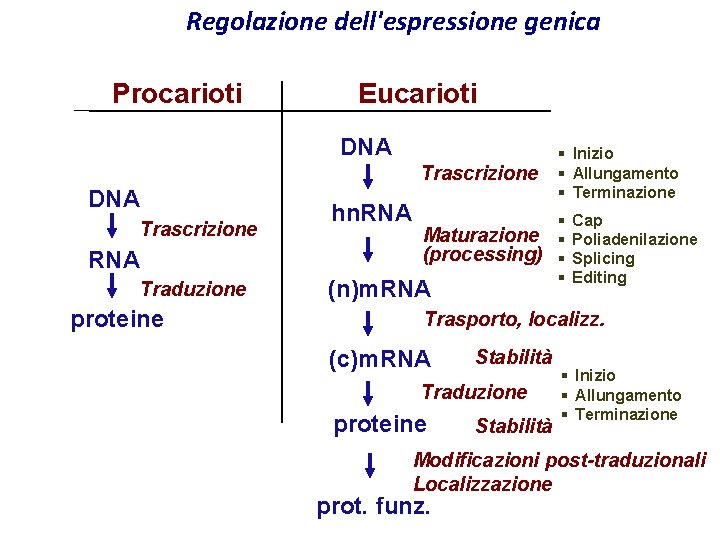 Regolazione dell'espressione genica Procarioti Eucarioti DNA Trascrizione RNA Traduzione proteine hn. RNA Trascrizione §