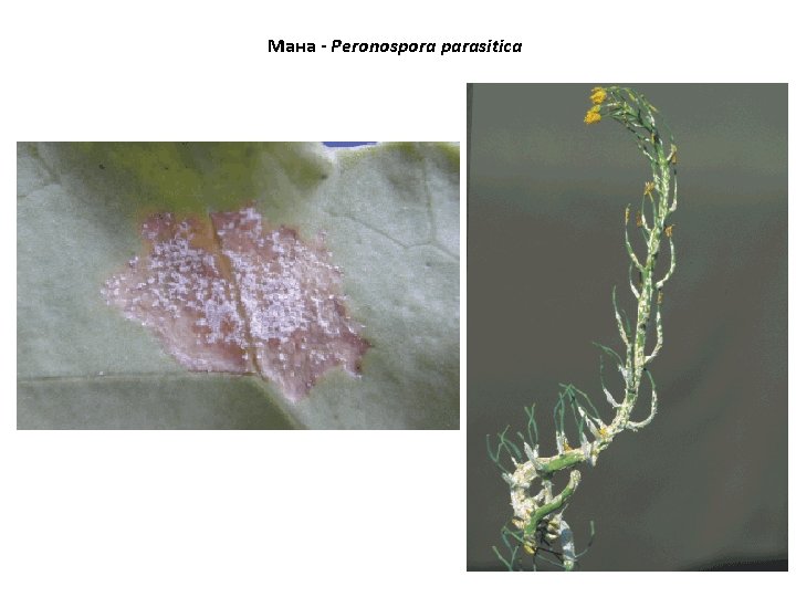 Мана - Peronospora parasitica 