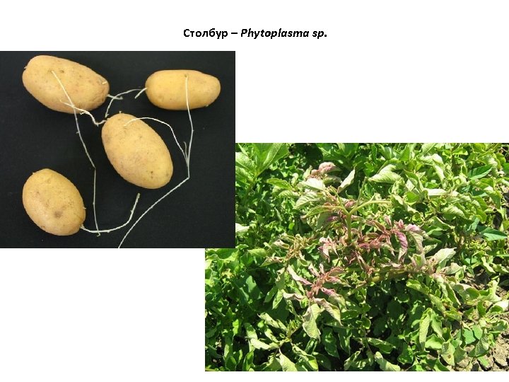 Столбур – Phytoplasma sp. 