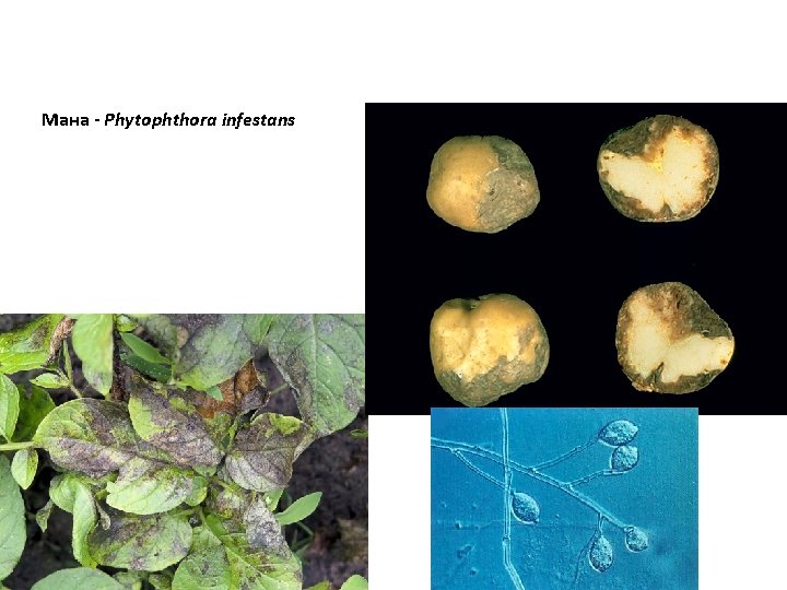 Мана - Phytophthora infestans 