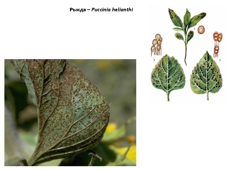 Ръжда – Puccinia helianthi 