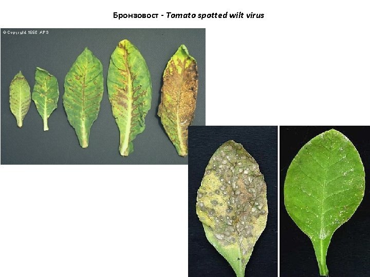 Бронзовост - Tomato spotted wilt virus 