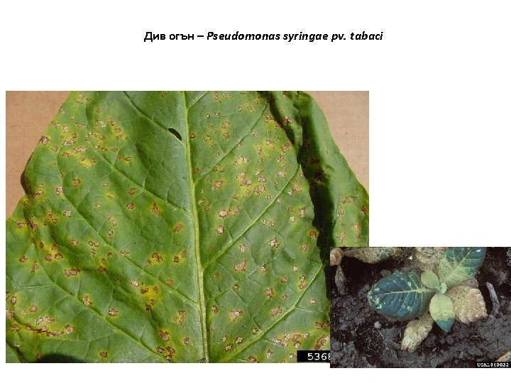 Див огън – Pseudomonas syringae pv. tabaci 