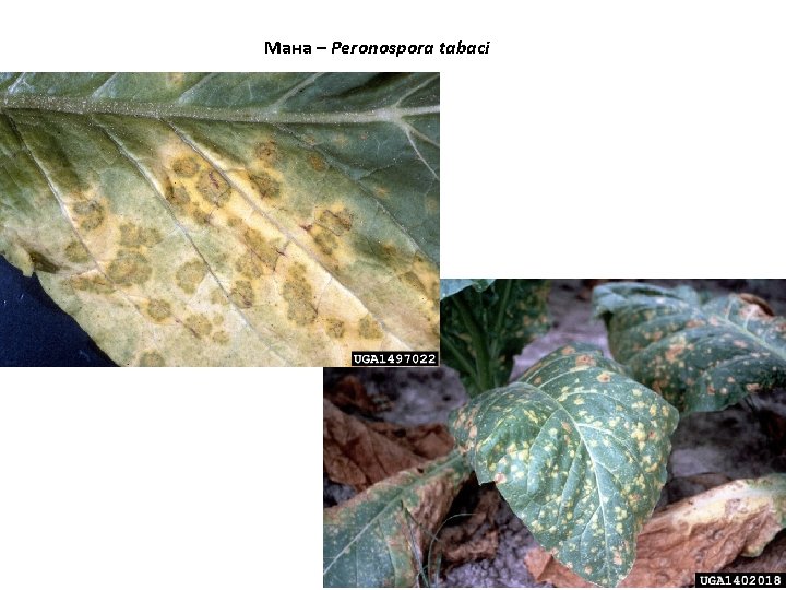 Мана – Peronospora tabaci 