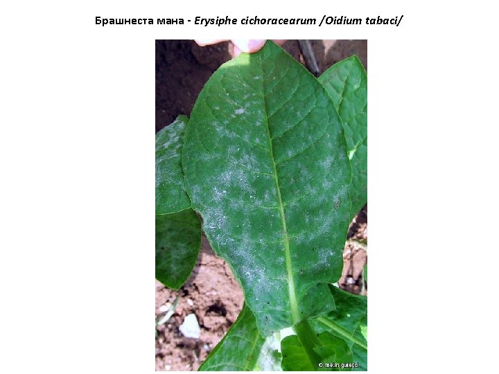 Брашнеста мана - Erysiphe cichoracearum /Oidium tabaci/ 