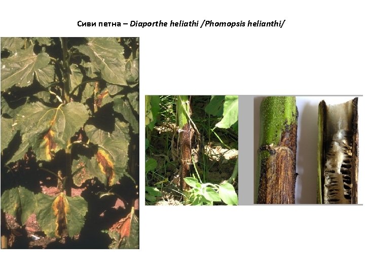 Сиви петна – Diaporthe heliathi /Phomopsis helianthi/ 