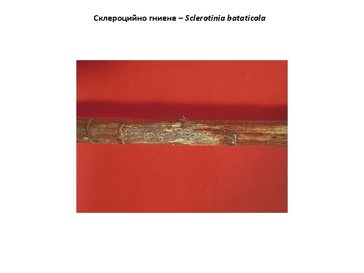 Склероцийно гниене – Sclerotinia bataticola 