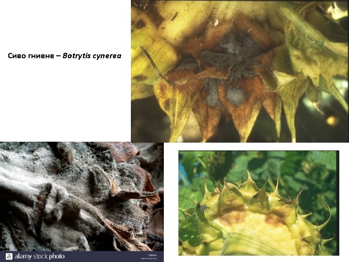 Сиво гниене – Botrytis cynerea 