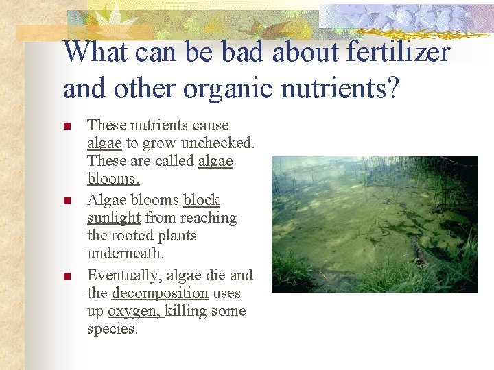 What can be bad about fertilizer and other organic nutrients? n n n These