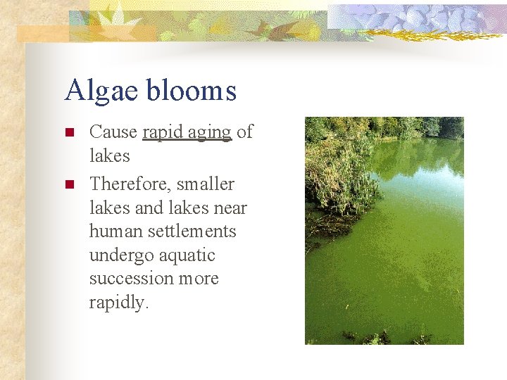 Algae blooms n n Cause rapid aging of lakes Therefore, smaller lakes and lakes