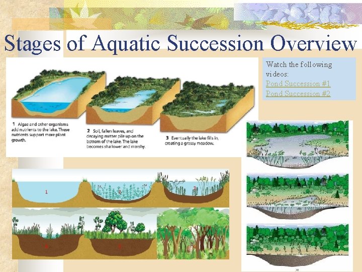 Stages of Aquatic Succession Overview Watch the following videos: Pond Succession #1 Pond Succession