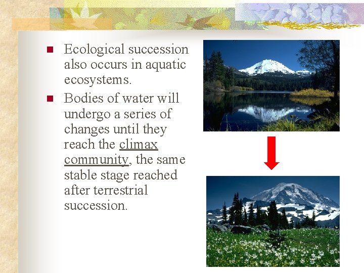 n n Ecological succession also occurs in aquatic ecosystems. Bodies of water will undergo