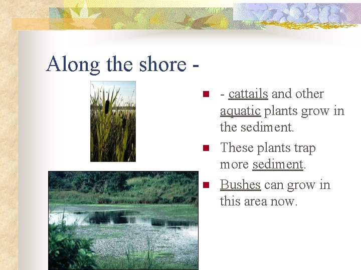 Along the shore n n n - cattails and other aquatic plants grow in