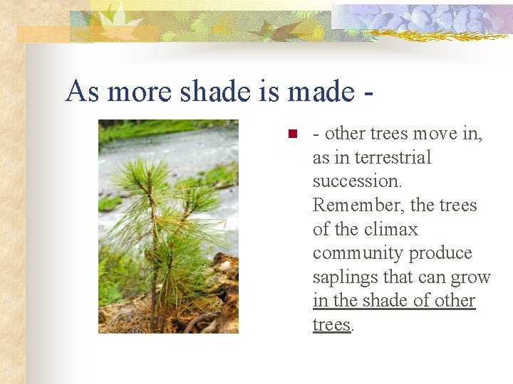 As more shade is made n - other trees move in, as in terrestrial