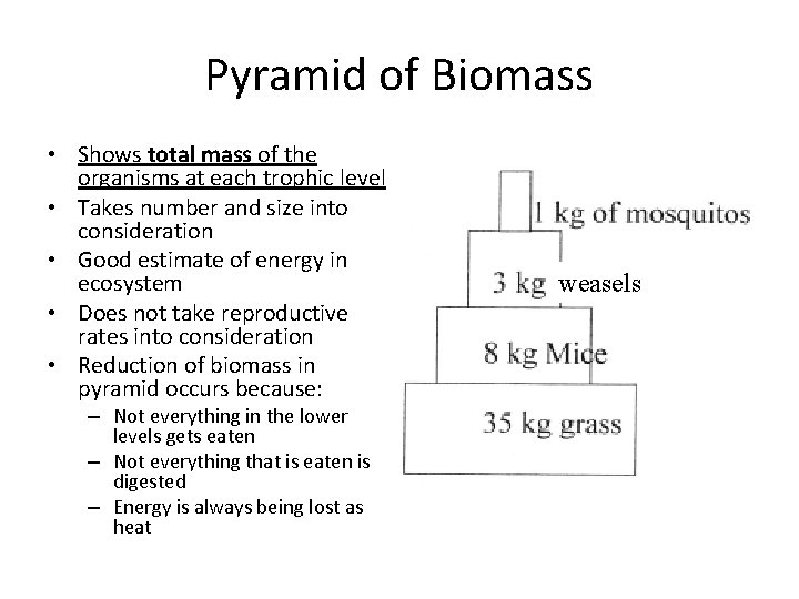 Pyramid of Biomass • Shows total mass of the organisms at each trophic level