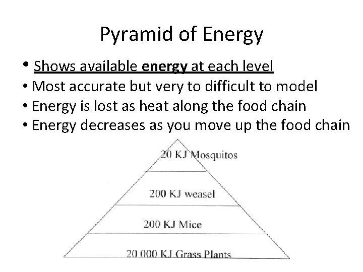 Pyramid of Energy • Shows available energy at each level • Most accurate but