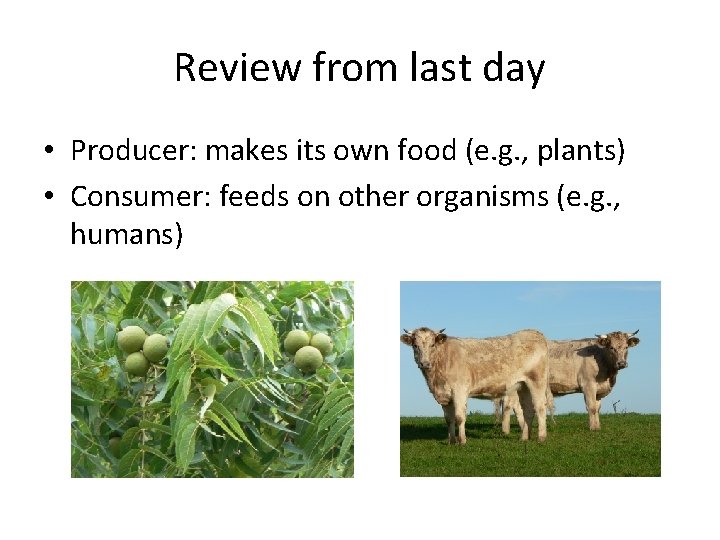 Review from last day • Producer: makes its own food (e. g. , plants)