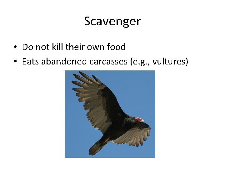 Scavenger • Do not kill their own food • Eats abandoned carcasses (e. g.