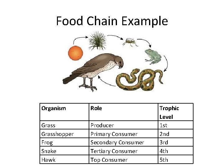 Food Chain Example Organism Role Grasshopper Frog Snake Hawk Producer Primary Consumer Secondary Consumer