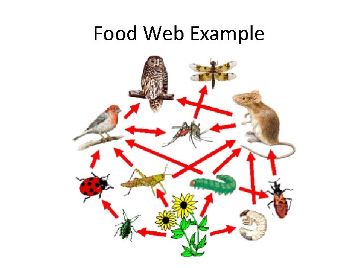 Food Web Example 