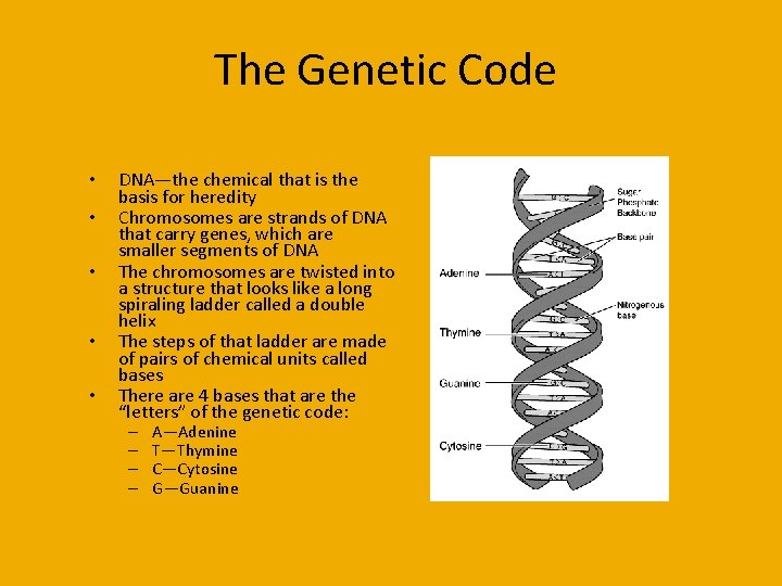 The Genetic Code • • • DNA—the chemical that is the basis for heredity