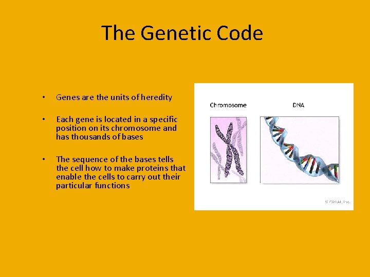 The Genetic Code • Genes are the units of heredity • Each gene is