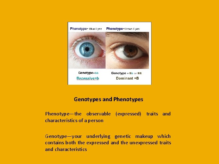 Genotypes and Phenotypes Phenotype—the observable (expressed) traits and characteristics of a person Genotype—your underlying