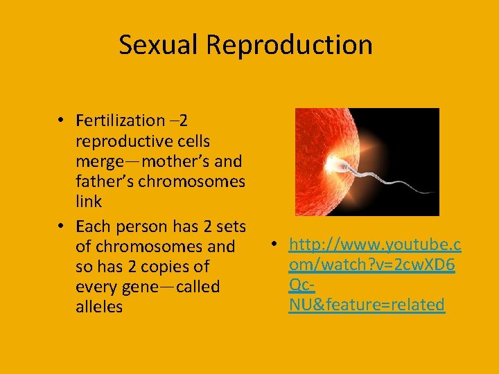 Sexual Reproduction • Fertilization – 2 reproductive cells merge—mother’s and father’s chromosomes link •