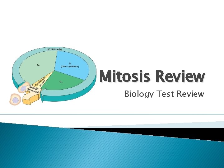 Mitosis Review Biology Test Review 