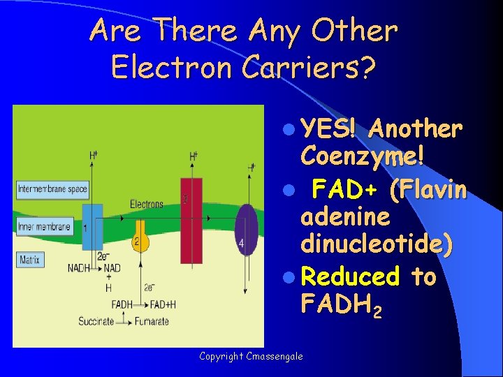 Are There Any Other Electron Carriers? l YES! Another Coenzyme! l FAD+ (Flavin adenine
