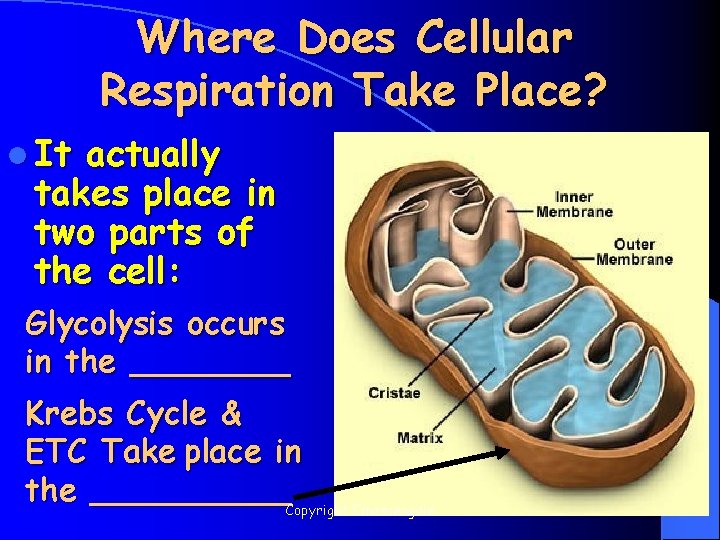 Where Does Cellular Respiration Take Place? l It actually takes place in two parts