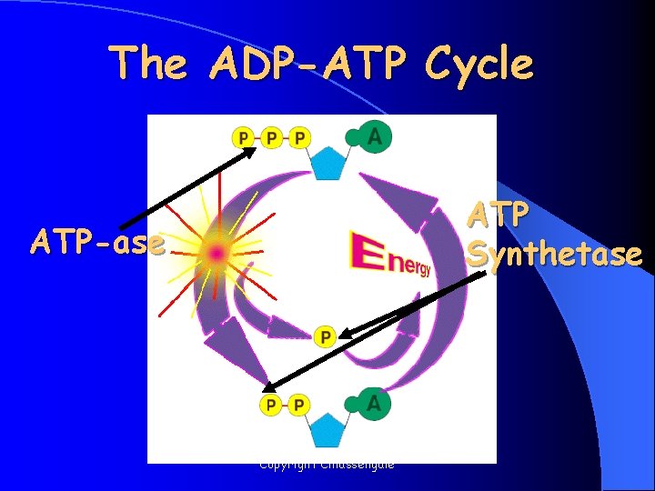 The ADP-ATP Cycle ATP Synthetase ATP-ase Copyright Cmassengale 