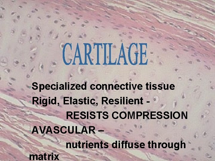  • Specialized connective tissue • Rigid, Elastic, Resilient RESISTS COMPRESSION • AVASCULAR –